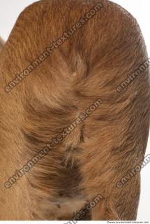 animal skin doe fur 0009